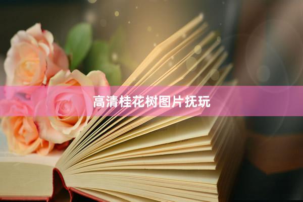 高清桂花树图片抚玩